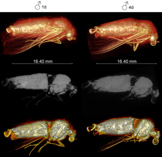 3D reconstruction of the whole body showing the internal structures and the tracheal system of a live anesthetized male adult true armyworm at one (sexually immature) and four (sexually mature) days. (Image: D. Poinapen et al., 2017)